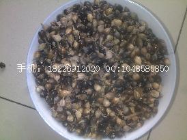 供應(yīng)新夏枯草種子價(jià)格