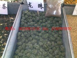 供應(yīng)雞聆花（雞眼睛