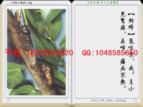 蚱蝉价格鸣蝉价格图片