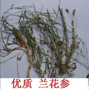 供應(yīng)九頭獅子草價(jià)格老頭草價(jià)格