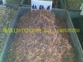 供應(yīng)金絲草