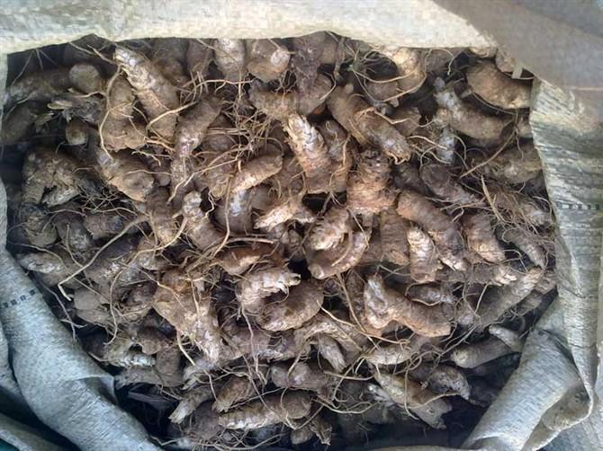 供應射干苗桔梗射干種子價格