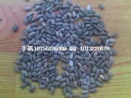 供應夏枯草種子（夏枯球種子