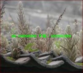 瓦松價(jià)格瓦松批發(fā)藥用方法圖片