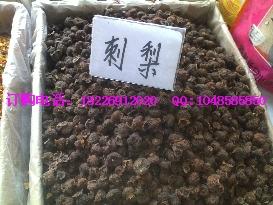 供應(yīng)鴨腳木皮價格