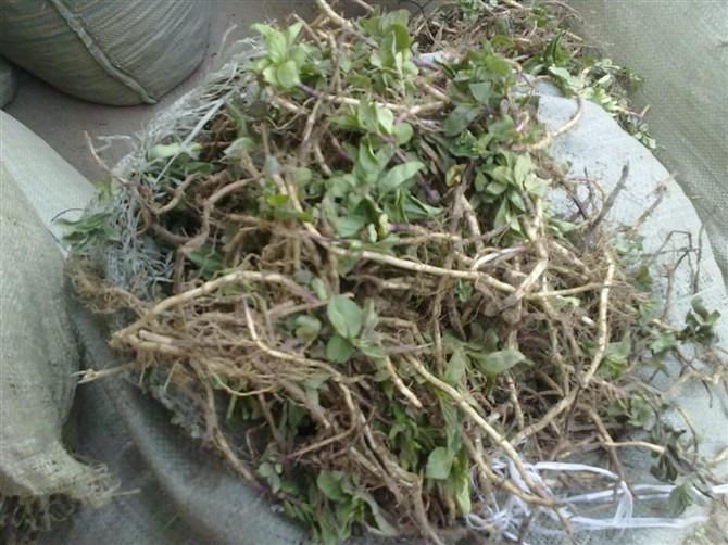 供應射干苗桔梗射干種子價格