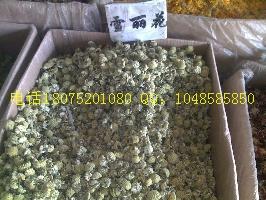 供應(yīng)紅景天絞股藍雪中情