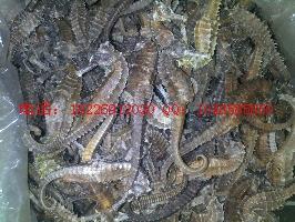 海馬海參價(jià)格批發(fā)圖片