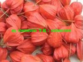 供應(yīng)正品桑螵蛸價(jià)格