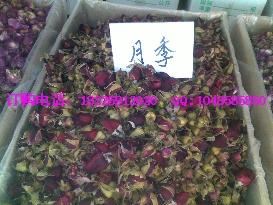 供應(yīng)干品月季花花茶批發(fā)價(jià)