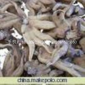 手掌參價(jià)格行情廠家圖片
