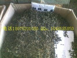 供應(yīng)紅景天絞股藍雪中情
