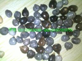 供應(yīng)白芍種子（白芍苗