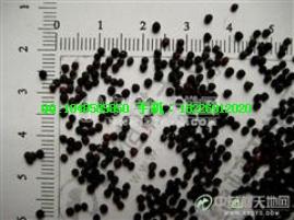 飛揚(yáng)草大乳汁草價(jià)格圖片/飛揚(yáng)草大乳汁草價(jià)格樣板圖 (3)