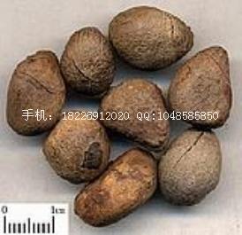 大風(fēng)子麻風(fēng)子圖片