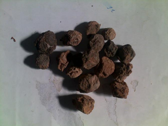 供應(yīng)桑黃價(jià)格