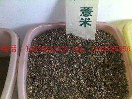 供應(yīng)新白芷種子價格