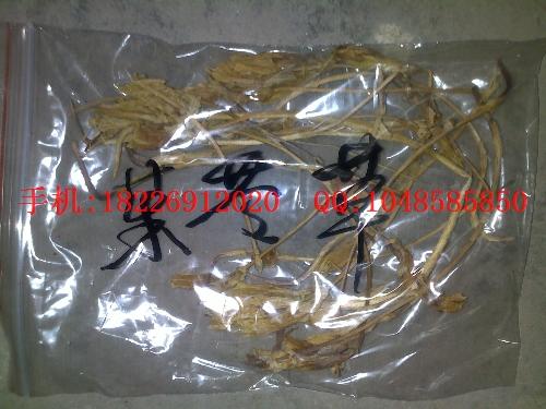 茱苓草價格三白草價格圖片