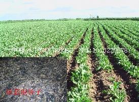 供應夏枯草種子（夏枯球種子