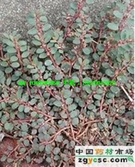 飛揚(yáng)草大乳汁草價(jià)格圖片
