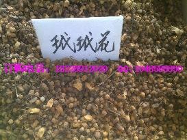 供應(yīng)鴨腳木皮價格