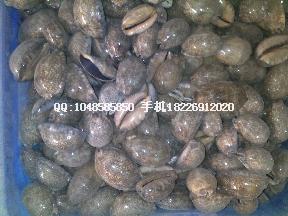 供應(yīng)血三七價(jià)格