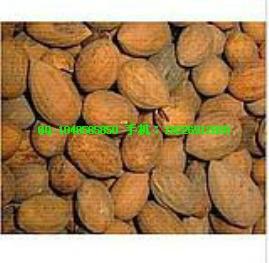 供應(yīng)干品淡菜（殼菜