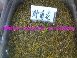 供應(yīng)新品辛夷花野菊花迎春花價格