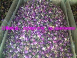 供應(yīng)酸棗仁價(jià)格酸棗仁批發(fā)