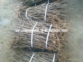 供應(yīng)新夏枯草種子價(jià)格