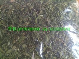 一支箭批發(fā)價格圖片