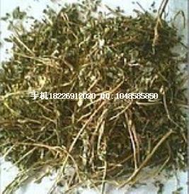 葉下珠珍珠草圖片