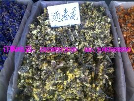 供應(yīng)新品辛夷花野菊花迎春花價格