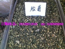 供應(yīng)美容養(yǎng)顏桃花茶價(jià)格