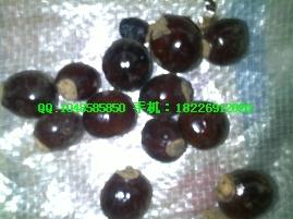 供應(yīng)烏柏根皮（烏桕根皮價(jià)格菱角殼批發(fā)