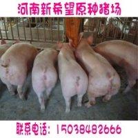 二元母猪价格二元小公猪价格图片