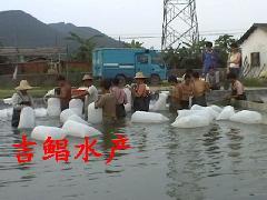 供應(yīng)批發(fā)淡水魚青魚成魚青魚魚苗