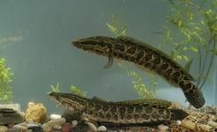 養(yǎng)殖場圖片/養(yǎng)殖場樣板圖 (3)