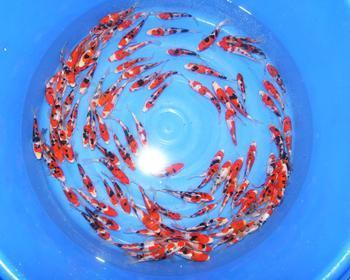 供應天津錦鯉魚苗批發(fā) 錦鯉養(yǎng)殖基地 優(yōu)質(zhì)錦鯉魚苗 北京錦鯉魚苗價格