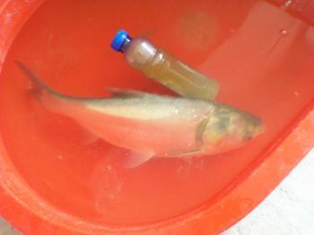 供應(yīng)白鰱魚苗批發(fā) 北京白鰱魚苗養(yǎng)殖場 白鰱魚苗供貨商