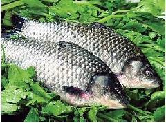 供應(yīng)淡水魚(yú)淡水魚(yú)苗觀賞魚(yú)