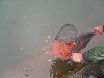 鯉魚苗 北京*的鯉魚苗養(yǎng)殖場專業(yè)供應(yīng)優(yōu)質(zhì)的鯉魚苗