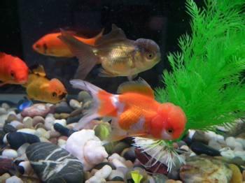 供應(yīng)北京觀賞魚苗訂購電話，北京觀賞魚苗批發(fā)，北京觀賞魚苗供應(yīng)商