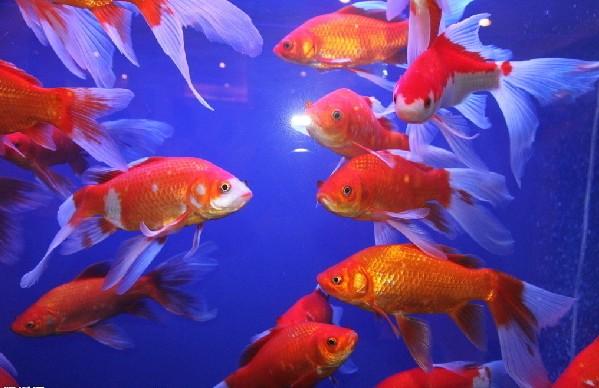 供應(yīng)北京觀賞魚苗養(yǎng)殖，北京觀賞魚苗*價(jià)，北京觀賞魚苗哪里有賣