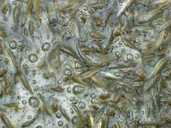 供應(yīng)北京魚苗黑魚魚苗批發(fā)