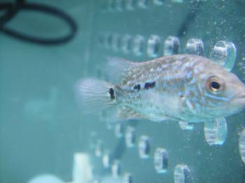 供應(yīng)錦鯉魚苗