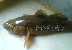 供應(yīng)鱖魚魚苗淡水名貴魚類