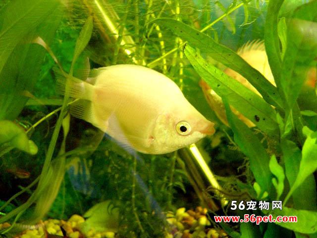 供應(yīng)*的各種夏花魚(yú)苗