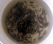 供應羅非魚苗批發(fā)