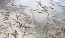 供應(yīng)翹嘴魚苗桂魚苗